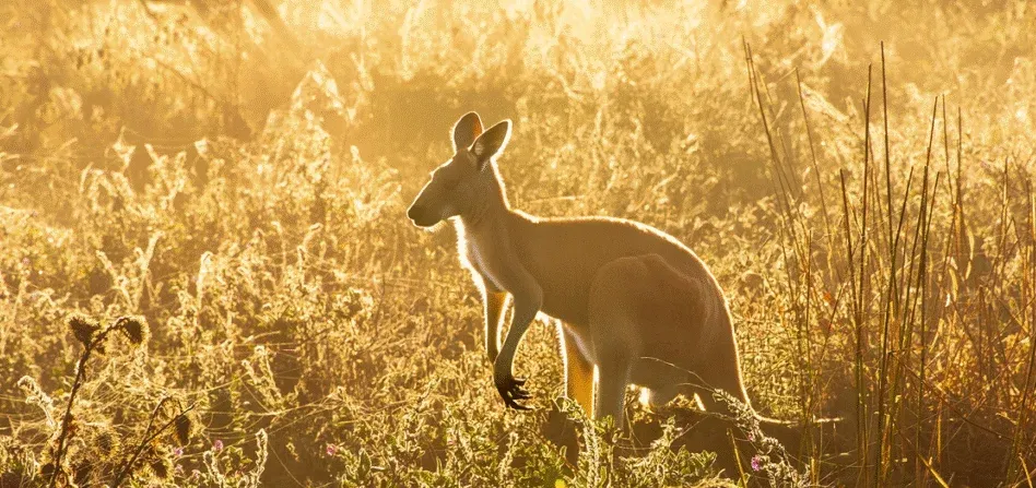 Why Kangaroo Protein